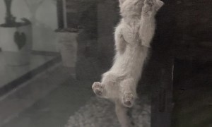 Spider-Kitten Spotted on Screen Door