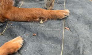 Prairie Dog and Pup Become Friends