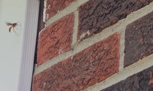 Praying Mantis Battles Wasps