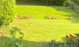 Numerous Foxes Gather In Backyard