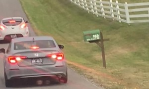 Headbutting Bulls Block Traffic