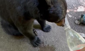 Giving a Bear a Drink of Water