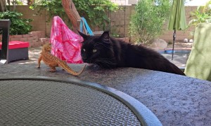 Bearded Dragon Hops on Cat's Back