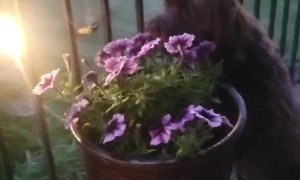 Hummingbird Hawk Moth Visits Havanese