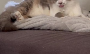 Rapid Kitty Tongue Bleps