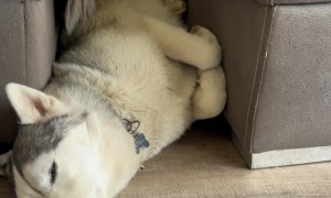 Husky Is a Perfect Fit