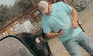 Cow Gets a Little Too Friendly