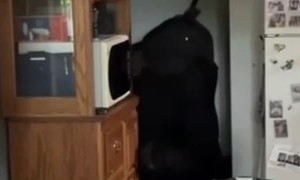 Bear In Kitchen Eats All The Snacks
