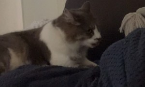 Suckling Cat In Biscuit Trance