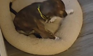 Puppy Zooms Too Hard