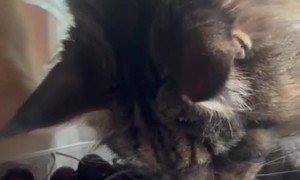 Maine Coon Cat Plays With Cherries
