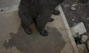 Black Bear Pulls on Woman's Clothes