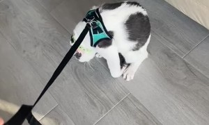 Cat Ragdolls When Placed In Harness