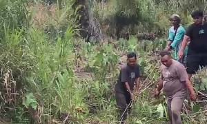 Unfortunate Cow Meets Goods People