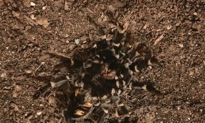 Mexican Flame Knee Tarantula Molting