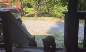 Mama Bear And Cubs Visit Cabin Porch