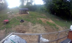 Nigerian Dwarf Goat Bucket Commotion
