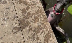 Dog Discovers Leaf Can't Support Her Weight