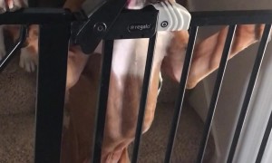 Dog Opens Locked Pet Gate