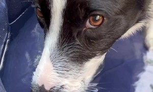 Border Collie Playing Bubbles