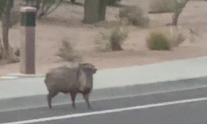 Javelina Family Crosses Street