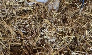 Cat Found Napping in Horse Stall