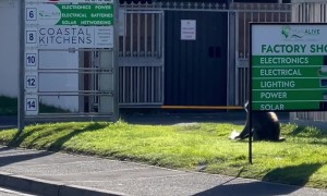 Baboon Chases People