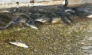 Hurricane Debby Leaves Fish Stranded