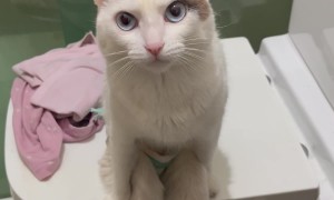 Paraplegic Cat Sits Like a Person