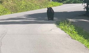 Woman Encounters Black Bear on the Road