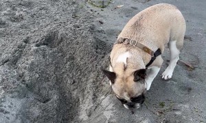 Fearful Frenchie Spooked by Hole at the Beach