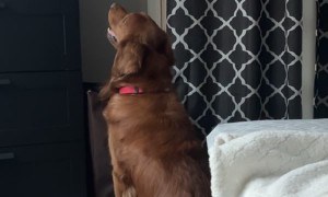 Golden Retriever Watches TV With Giant Rabbit