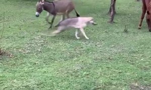Dog Plays Chase With Donkey