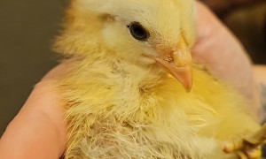 Sleepy Little Chick