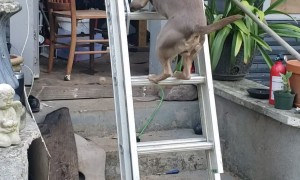 Dog Climbs Ladder Up to Attic