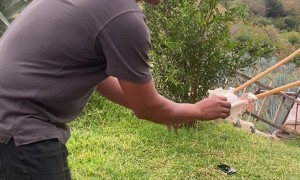 Giant Slingshot Sends Man Flying Backward