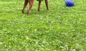 Boxer Dog Swings Ball Around
