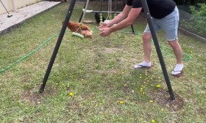 Hen Loves To Swing