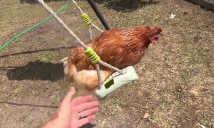 Family Plays On Swings With Pet Chicken