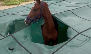 Someone’s Horse Fell Into My Pool