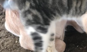 Kitten Adopts Cow Calf