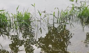 The Release Failed, but the Hunt Was a Success