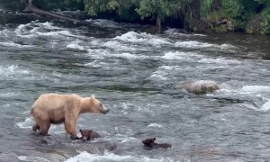 Bear Cubs Swim Against River's Current