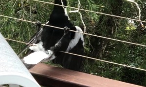 Magpie Trying to Steal My Christmas Lights