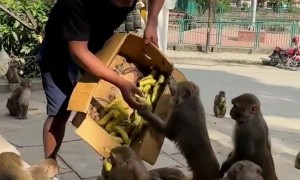 Feeding a Box of Bananas to a Group of Hungry Monkeys
