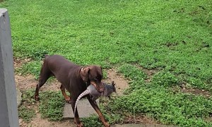 Dog Brings Home an Armadillo