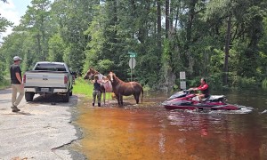 Two Horses Rescued From Storm Floods
