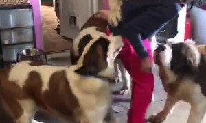 Saint Bernards Overwhelm Mom With Love