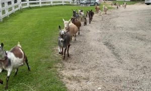 Goat Parade Delights Crowd