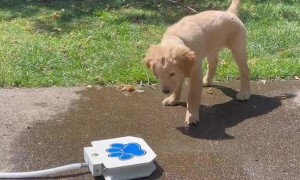 Puppy Plays With Doggy Water Fountain